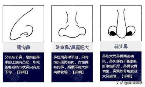 鼻相分析|面相入门